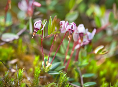 开花野生蔓越莓生长在沼泽照片