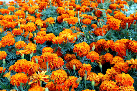 在开阔的空气中生长的橘色花朵