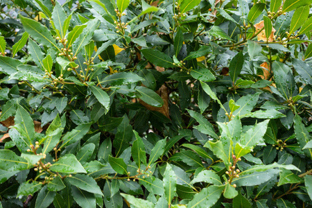 laurus 鳙地中海植物的叶子