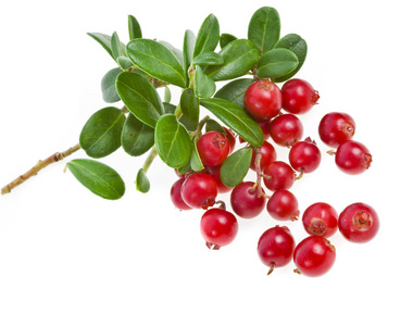 隔离蔓越莓图片-隔离蔓越莓素材-隔离蔓越莓插画-摄图新视界