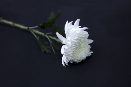 白菊花图片哀悼语句图片