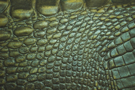 鳄鱼皮的特写纹理。适用于皮革时尚或动物保护用品背景下使用