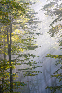 阳光穿过山毛榉森林图片