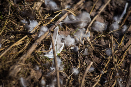 浅灰色的羽毛散落在地上.野生鸟类的遗骸.户外阳光明媚的一天照片