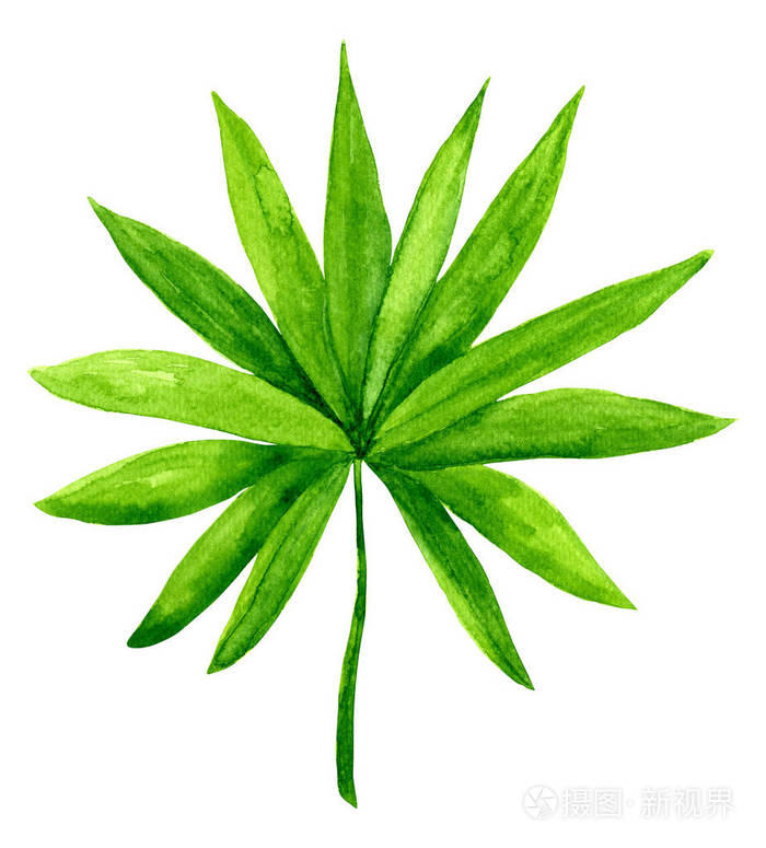 水彩热带棕榈蒲葵叶决明棕榈在白色背景下分离的叶子