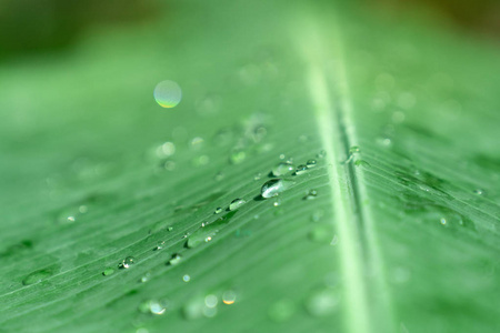 在绿色香蕉叶表面, 雨滴的特写选择软焦点雨下落