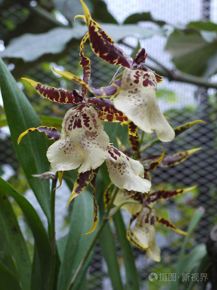 兰花奇特的斑点花花瓣不寻常的形式