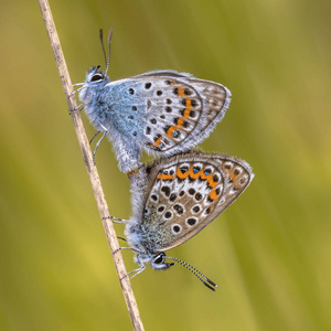 一对银色镶嵌蓝 Plebejus 蝴蝶在天然栖息地草地上