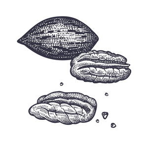 胡桃坚果现实地被隔绝.食物的向量例证.复古雕刻艺术.手绘植物.