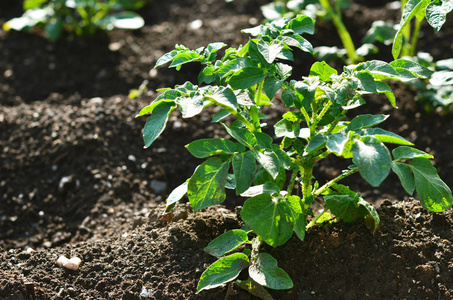 有机园健康幼薯植物照片
