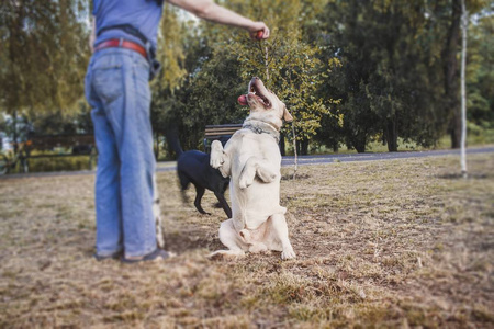 人和动物,男人工作作为一个训狗师宠物的爱.