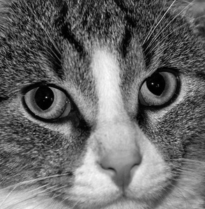 看着猫的眼睛, 黑白相间的