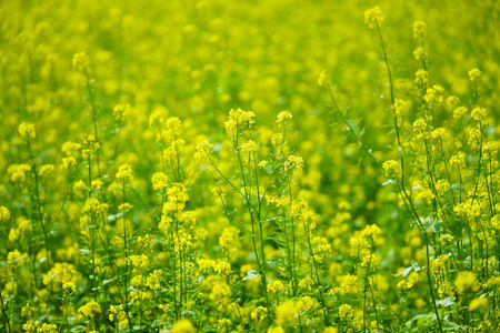 北海道黄花