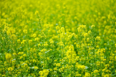 北海道黄花