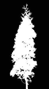 例证与杉木树剪影查出的黑色背景
