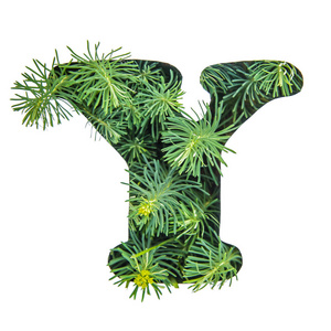 美丽的字母 y 英文字母由绿色的草, portulac, 孤立的白色背景照片