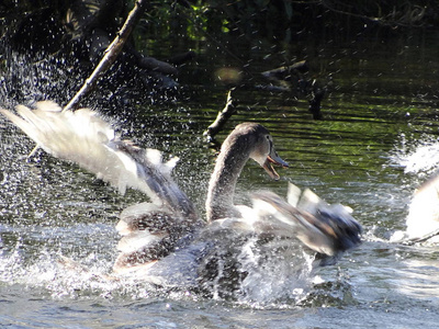 年轻的天鹅在水中庄严地演奏