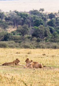 一群年轻的狮子在草地上。肯尼亚非洲