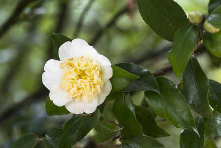 茶花树在树中的白色山茶花照片