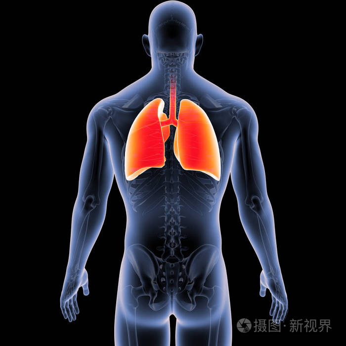 肺后背位置图图片