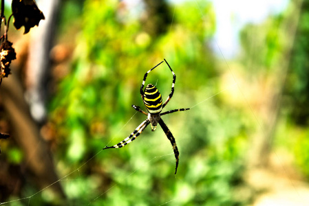 黄色黑色条纹蜘蛛在网上照片