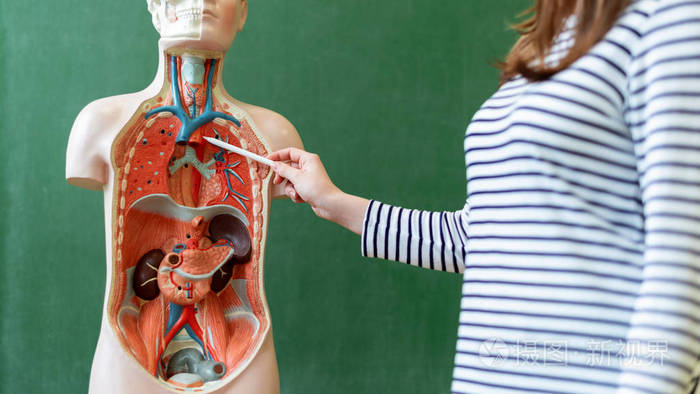 年轻女教师在生物课上 教授人体解剖学 运用人工身体模型解释内脏 指指血管系统照片 正版商用图片05mh2b 摄图新视界 年轻女教师在生物课上 教授人体解剖学 运用人工身体模型解释内脏 指指血管系统照片 正版商用图片05mh2b 摄图新视界