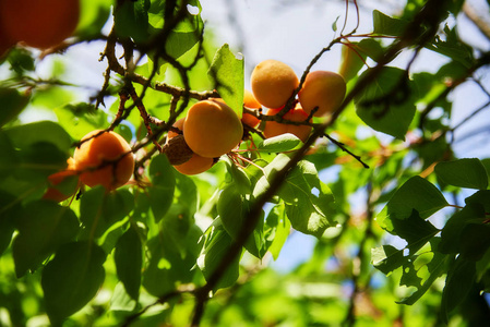 新鲜的 有机的 成熟的杏子，在树枝上