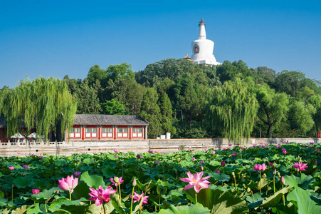 中国北京北海公园, 有白塔和蓝天。这是北京市中心的一个公共公园。它曾经是许多朝代的皇家庭院