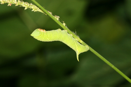 豆 convolvuli 幼虫