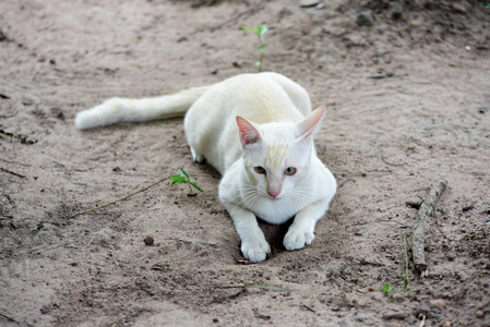 可爱的猫在房子附近走动