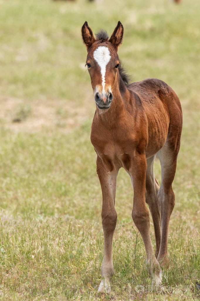 犹他州沙漠中的一匹可爱的野马小马驹照片-正版商用图片05mifc-摄图新