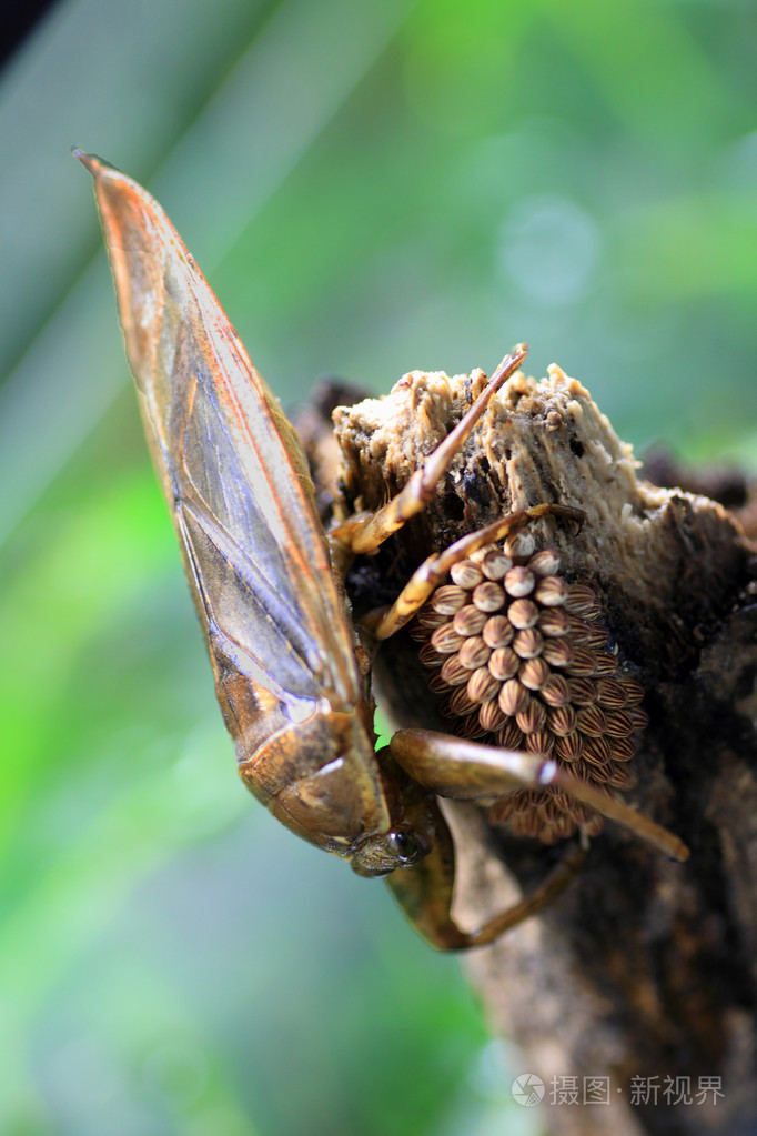 巨型水蝽有着deyrollei父和鸡蛋在日本