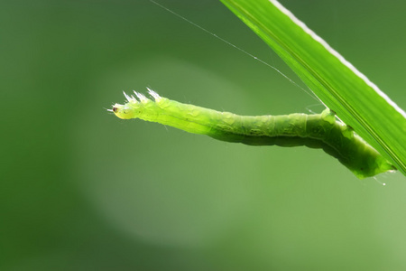 昆虫的关门