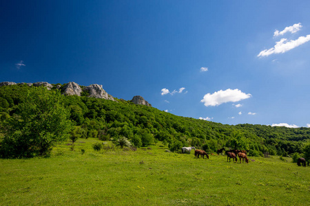 风景如画的落基山脉景观与野生马在绿色的草地上与晴朗的蓝天在旧 Planina 山, 保加利亚中部