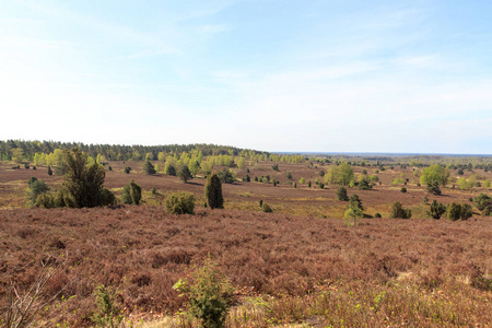 Heathland 全景视图从小山 Wilseder 伯格在 Luneburg 荒地在德国 Undeloh 附近