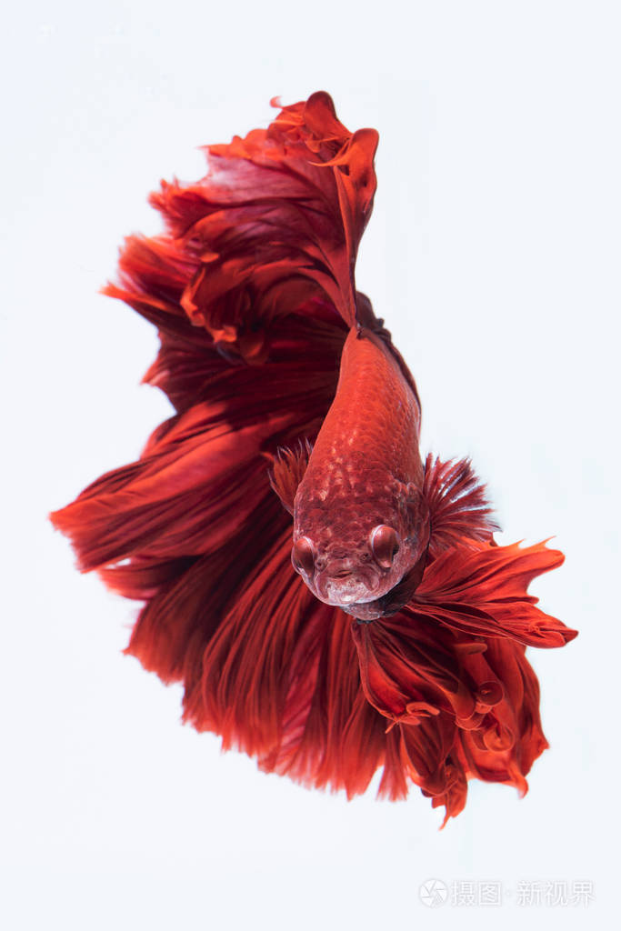 红色暹罗斗鱼, 斗鱼隔离在白色背景上