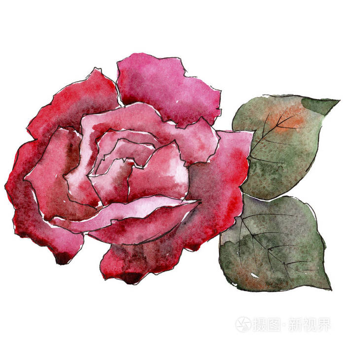 红玫瑰 花卉植物花 野生春叶野花分离 背景 质地 包装图案 框架或边框的水彩画野花照片 正版商用图片05mq5a 摄图新视界