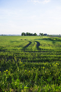 从拉脱维亚阳光明媚的夏日看绿色乡村农业领域