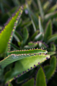 绿色脂肪植物的宏观细节