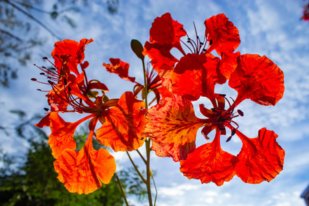 巴巴多斯骄傲红花或苏木品红 (l.) 的美丽, 有明亮的蓝天照片