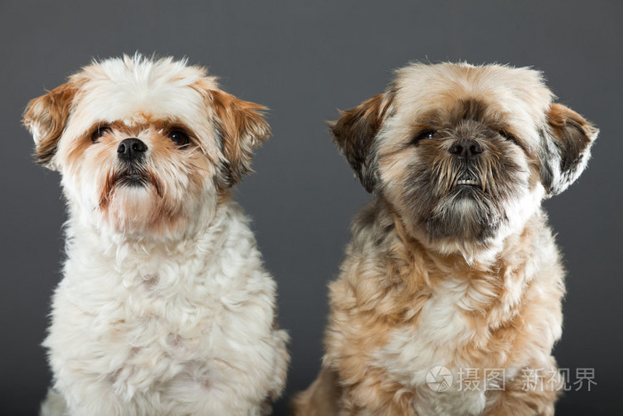 灰色背景上的两个西施犬 照片 正版商用图片05ms4y 摄图新视界