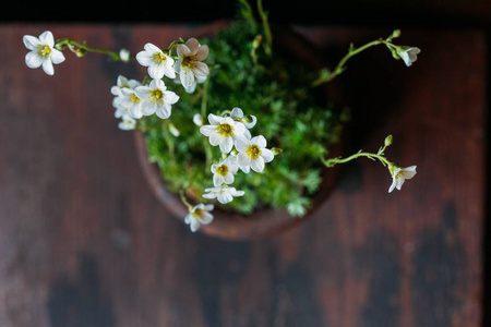 如万年青花锅, 合上