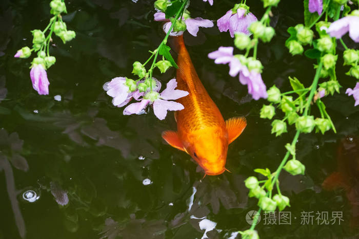 照片美丽的鲤鱼鱼在池塘里