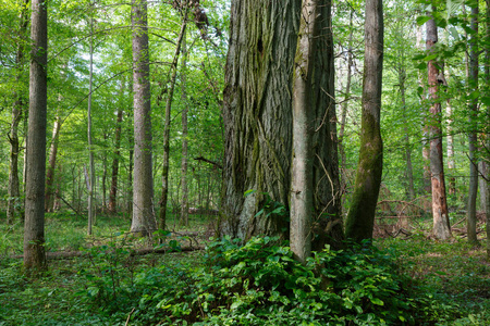 Bialowieza 森林与老椴树在前景, Bialowieza 森林, 波兰, 欧洲的自然混合的立场