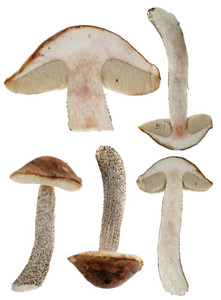 以不同的角度生长在桦树下的一种小的新鲜森林蘑菇。在白色工作室宏集上隔离