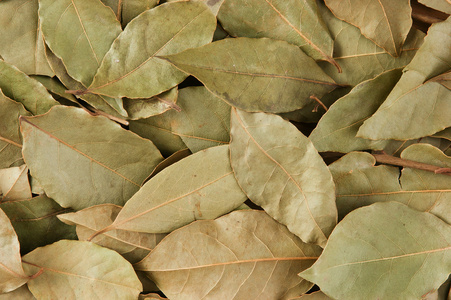 背景干树叶图片