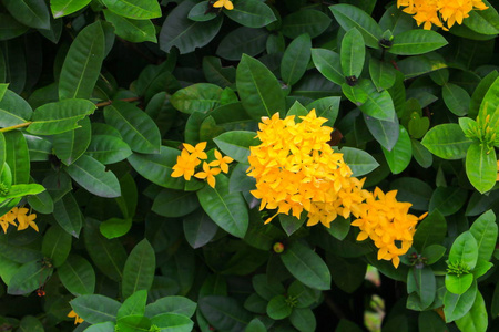 龙船花黄色美丽的花园