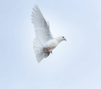 白羽信鸽鸟飞中空中野生鸽子自然城市两只白鸽在鲈鱼上, 美丽的天空