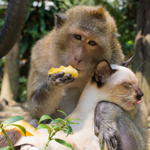 猴子和猫照片
