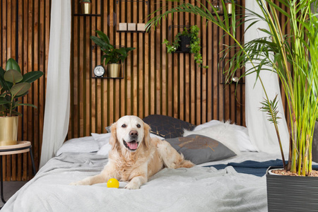 金色猎犬狗与玩具床上斯堪的纳维亚风格的客厅内饰